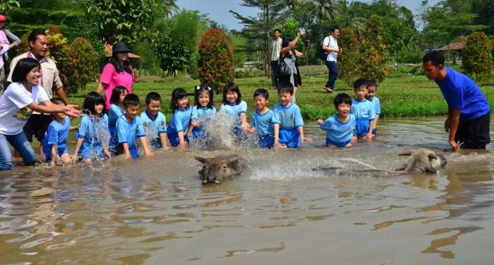 Kegiatan Memandikan Kerbau