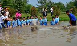 Kegiatan Memandikan Kerbau